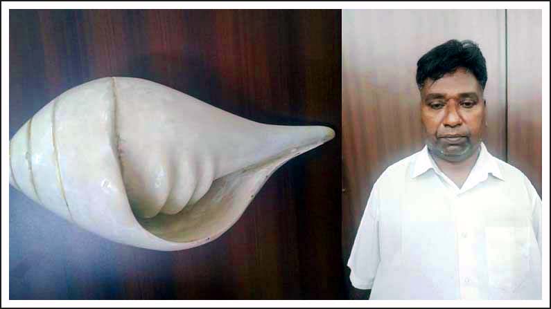 మ‌హిమ‌లున్న శంఖమ‌ని టోక‌రా