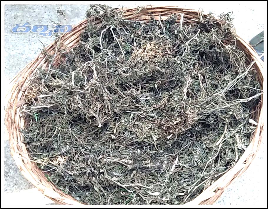 చెరుకు తోట‌లో గంజాయి సాగు..!