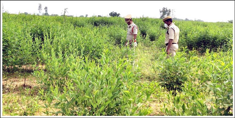 గంజాయి సాగుచేస్తే చ‌ర్య‌లు త‌ప్ప‌వు
