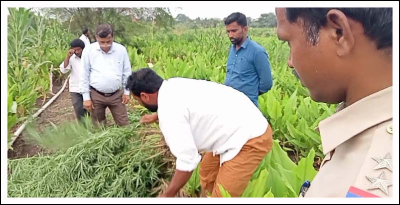 కంది, ప‌సుపు పంటల్లో గంజాయి సాగు