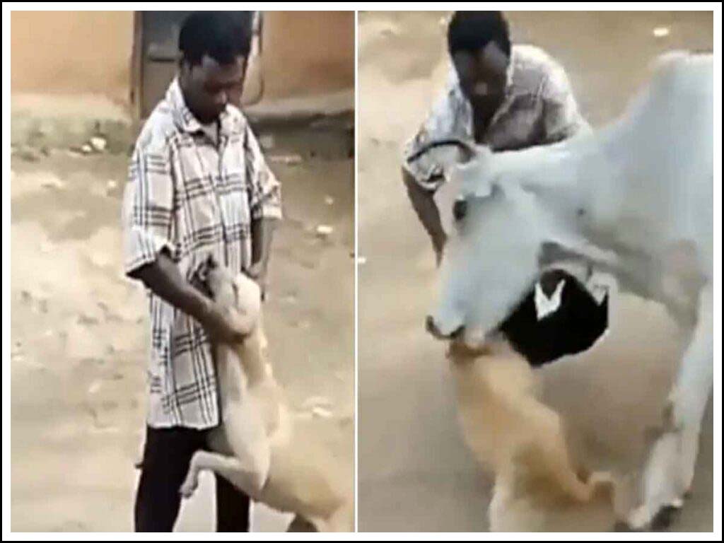 కుక్క‌ను కాపాడిన ఆవు