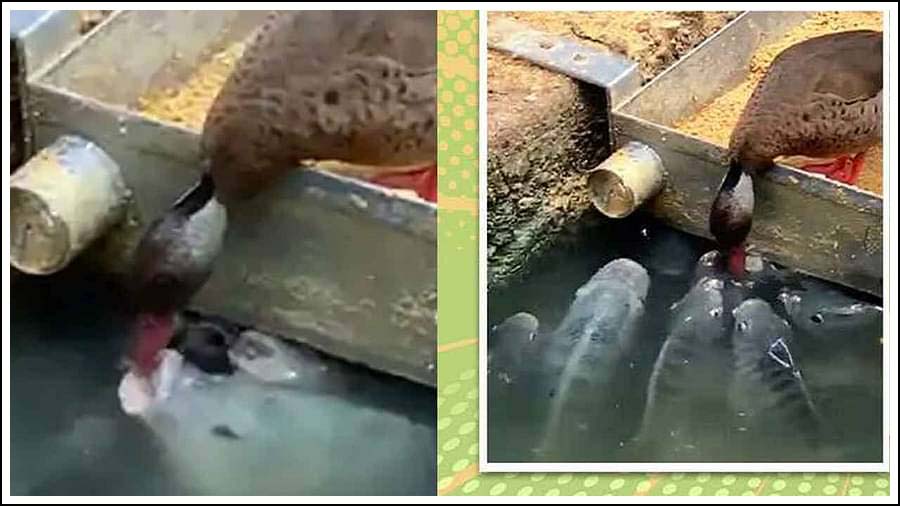 బాతు ఖానా..!