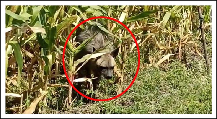 గోనూర్‌లో హైనా హ‌డ‌ల్..!