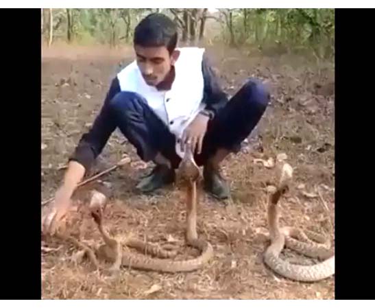 స‌ర్పాల‌తో స్టంట్లు..!