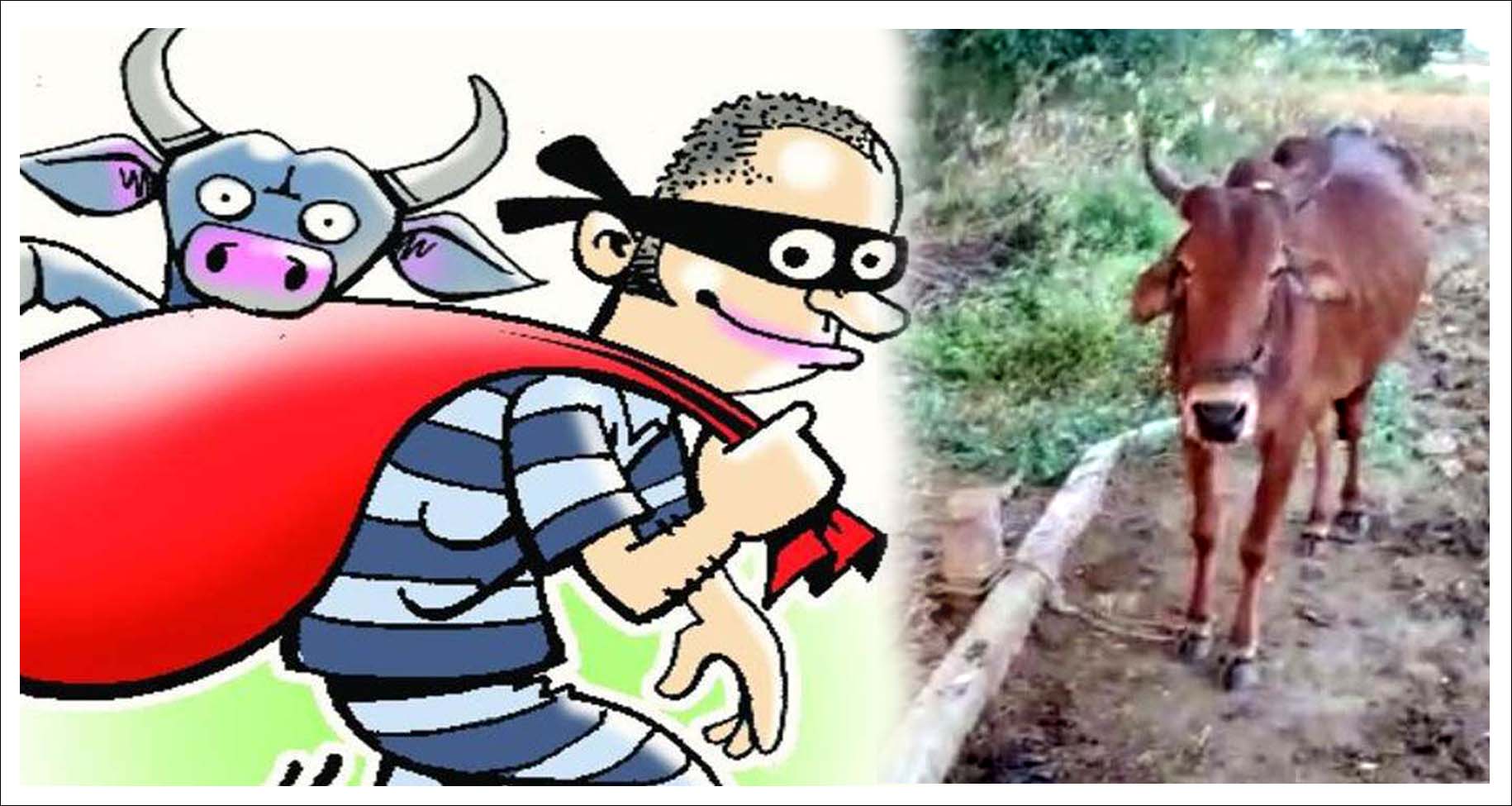 అర్ద‌రాత్రి ఆవుల చోరీ..!