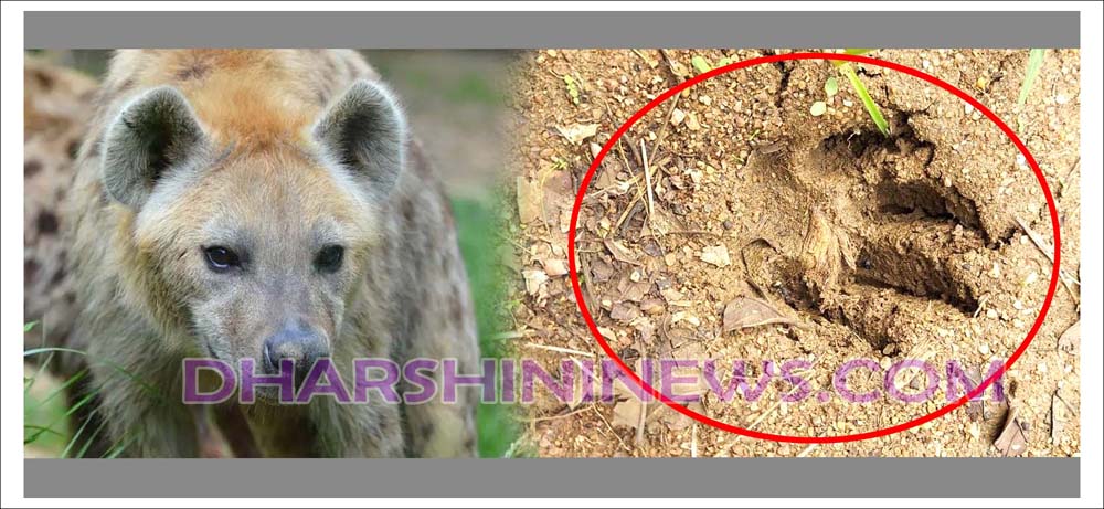 మ‌ళ్లీ.. హైనా క‌ల‌క‌లం..!