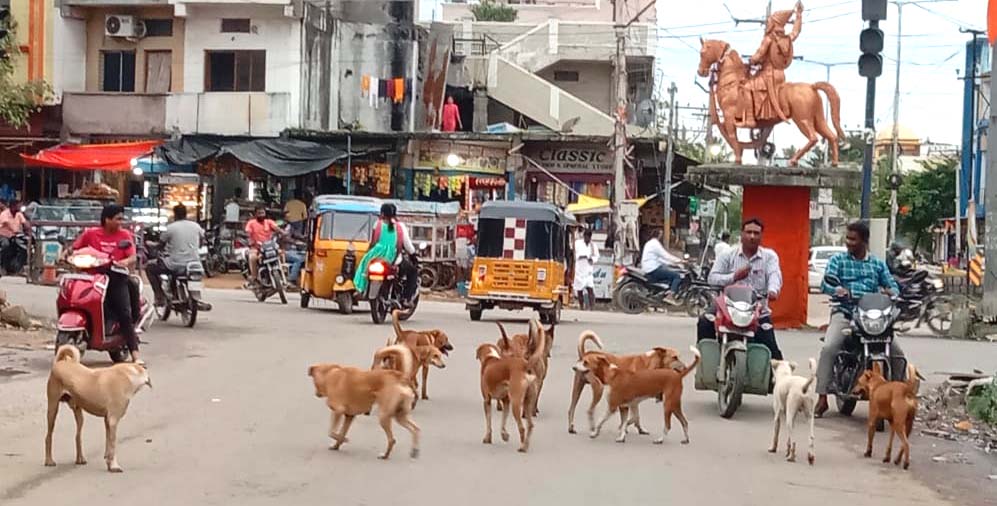 హ‌డ‌లెత్తిస్తున్న వీధి కుక్క‌లు
