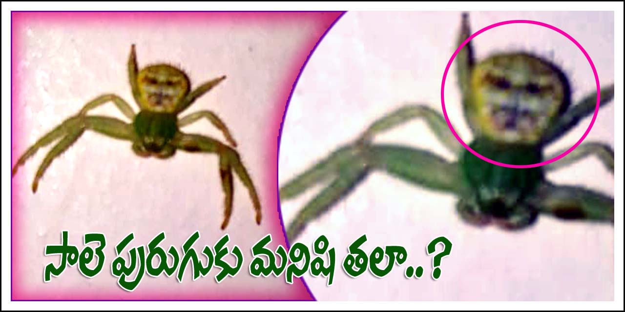 సాలె పురుగుకు మ‌నిషి త‌ల‌