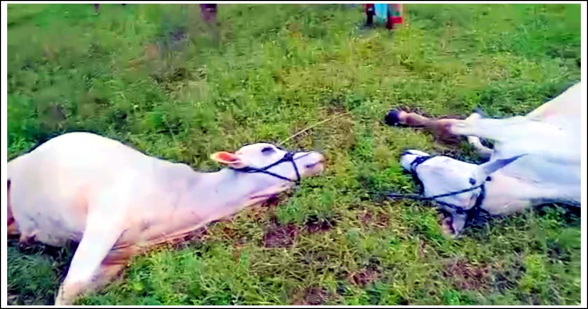 మూగజీవాలపై మృత్యుపాశాలు