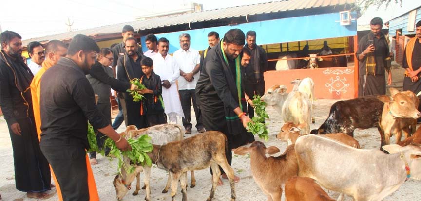 గోమాత సేవలో పైలెట్