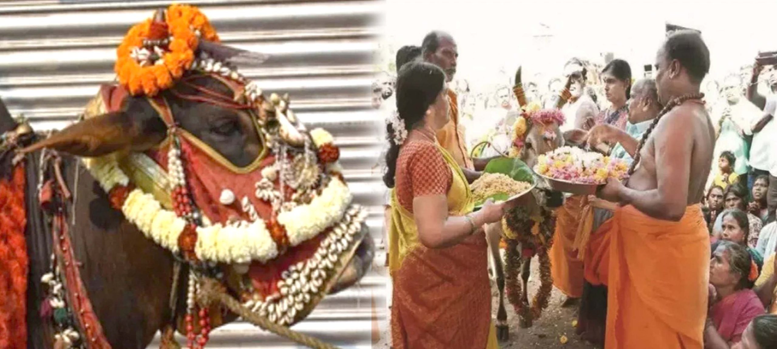 ఆవుకు అపురూప వేడుక