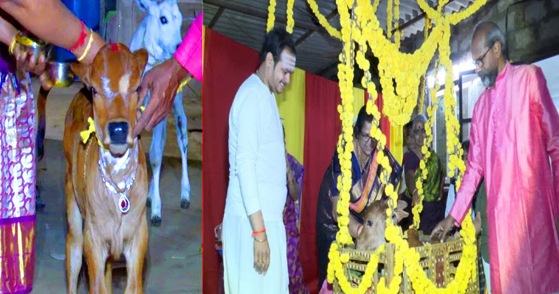 లేగదూడకు బారసాల..!