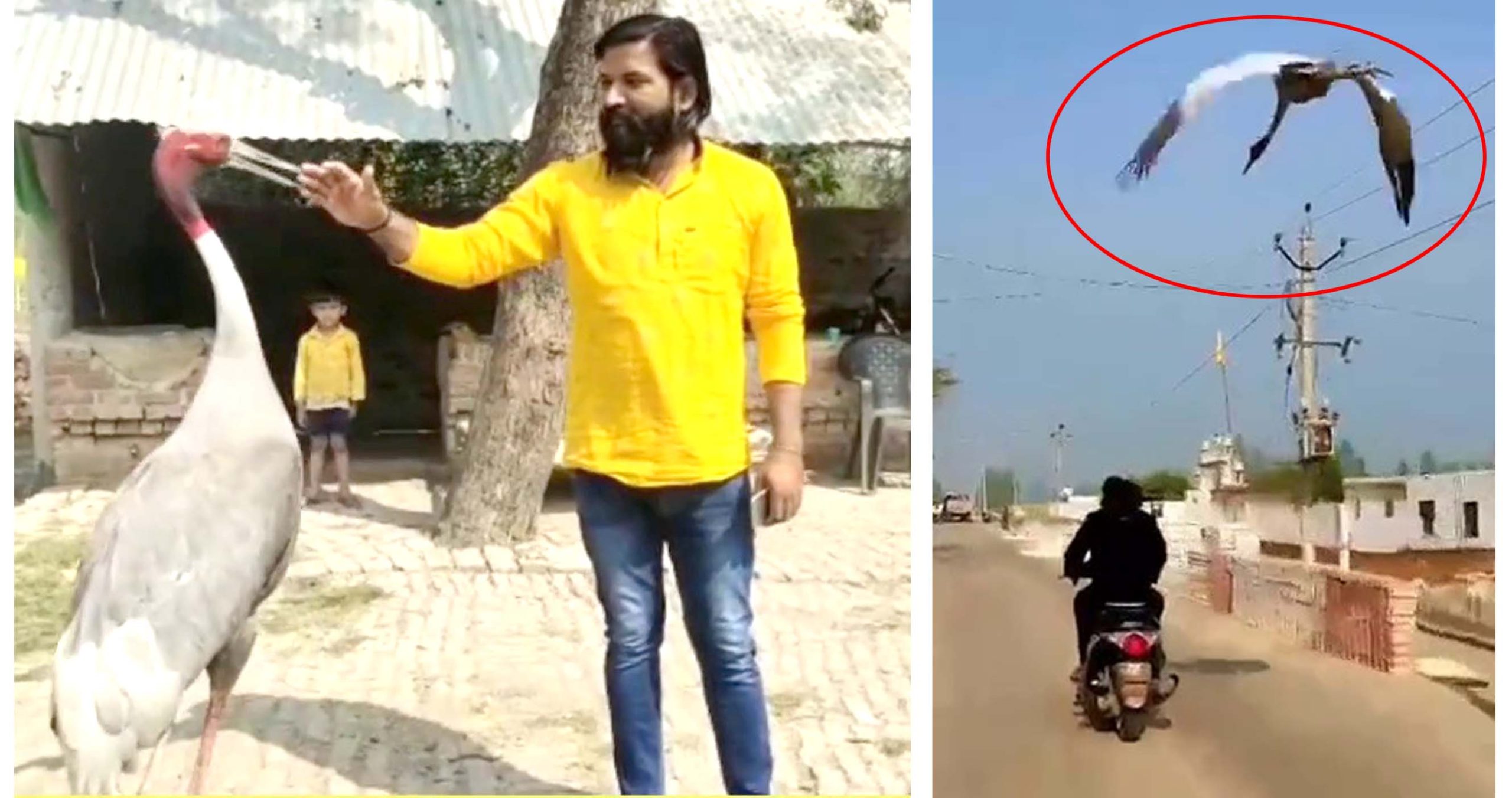 'కొంగ'త్త స్నేహం..!
