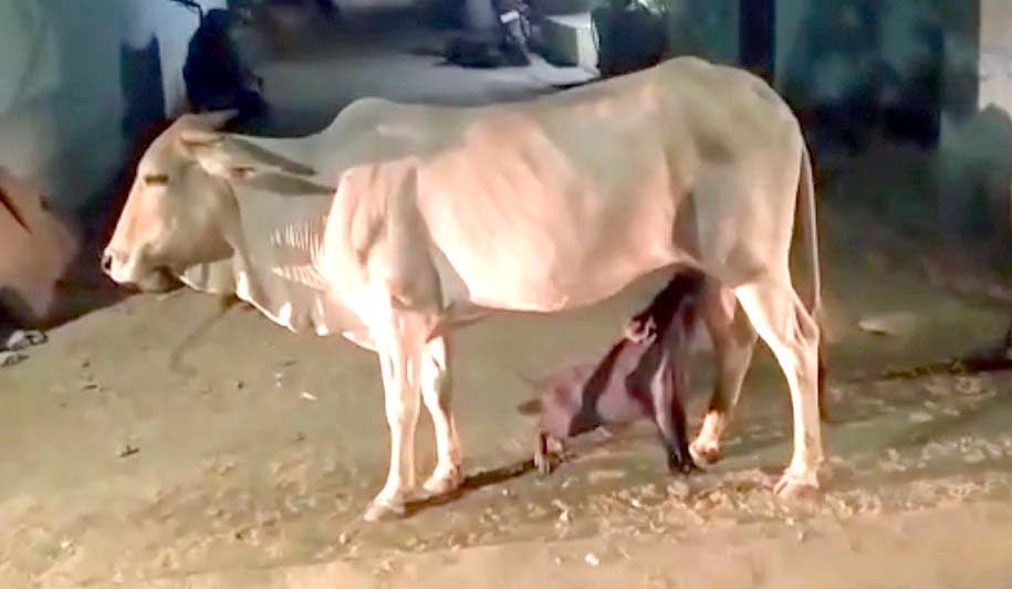 పంది పిల్లకు పాలిచ్చిన ఆవు..!