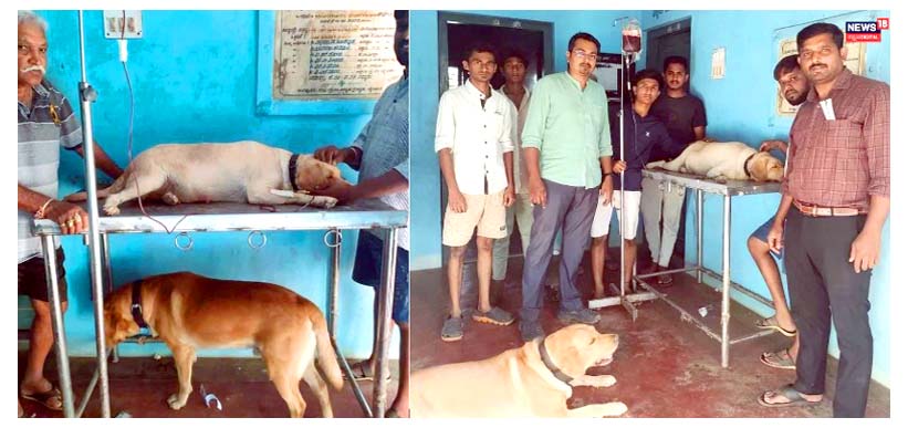 రక్తదానం చేసిన కుక్క..!