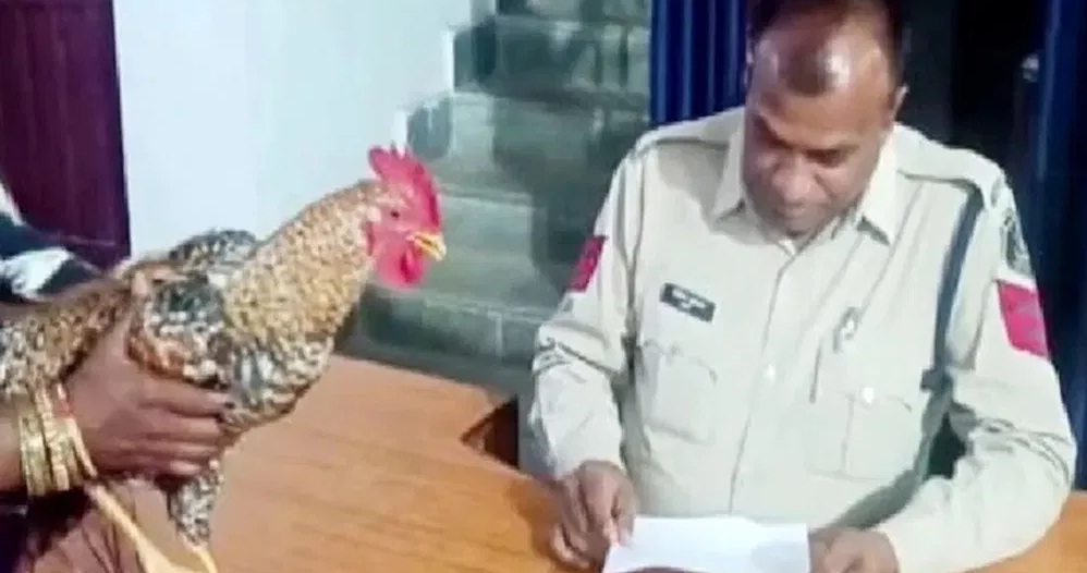 కోడిని చంపేదుకు యత్నించారు..!