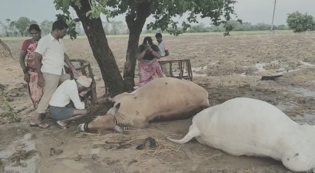 కాడెద్దులపై పిడుగు పాటు