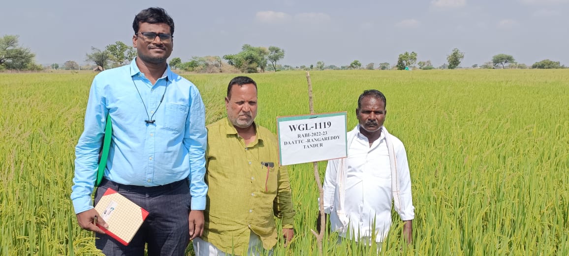 వరికి ముందు పంటమార్పు చేయాలి