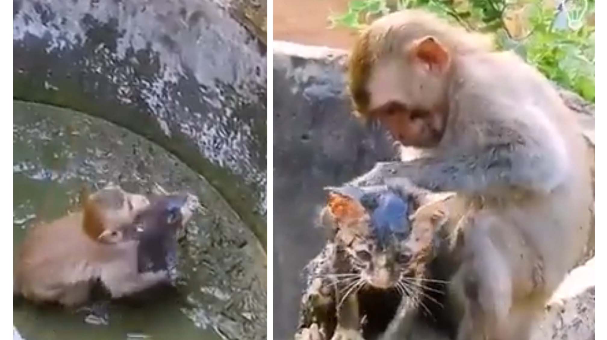 పిల్లి కోసం కోతి సాహసం