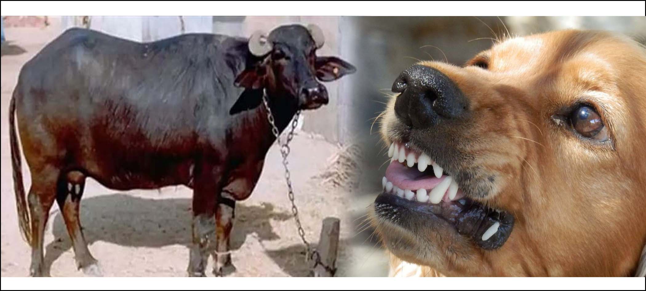 గేదేను కాటేసిన పిచ్చికుక్క..!