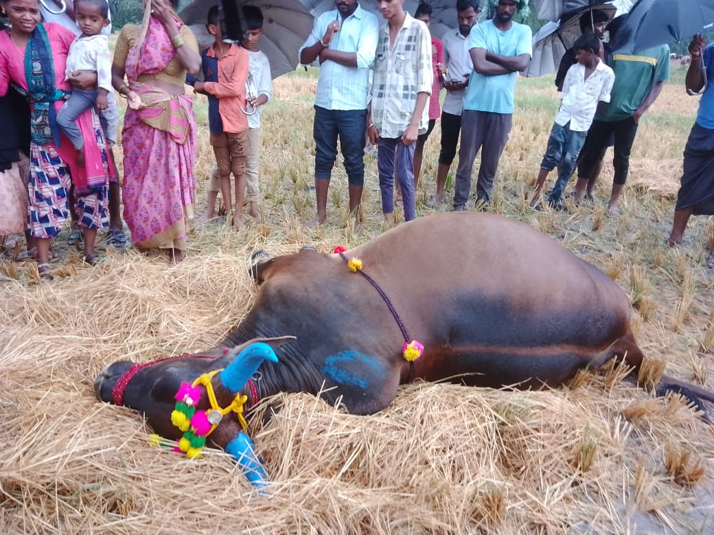 పిడుగుల భీభత్సం