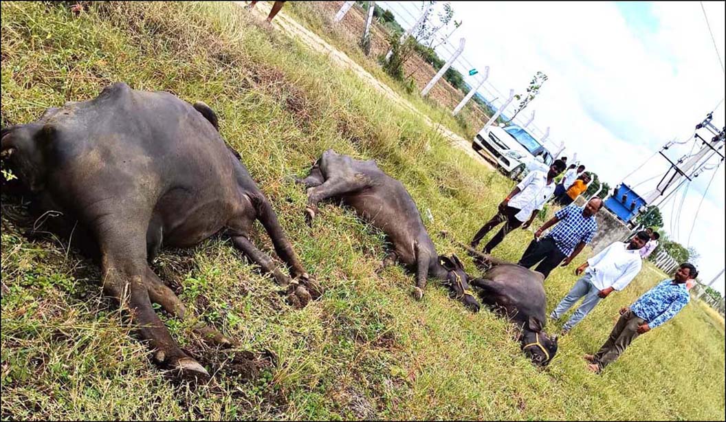 మూడు గేదెల మృత్యువాత