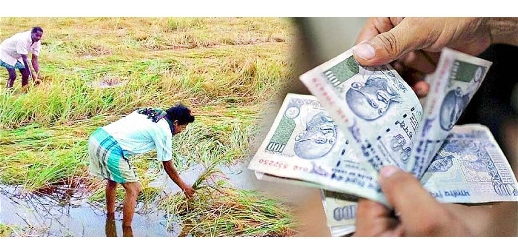 రూ. 151.46 కోట్ల పంట నష్టపరిహారం