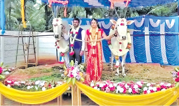 ఎద్దులే.. పెద్దలు..!
