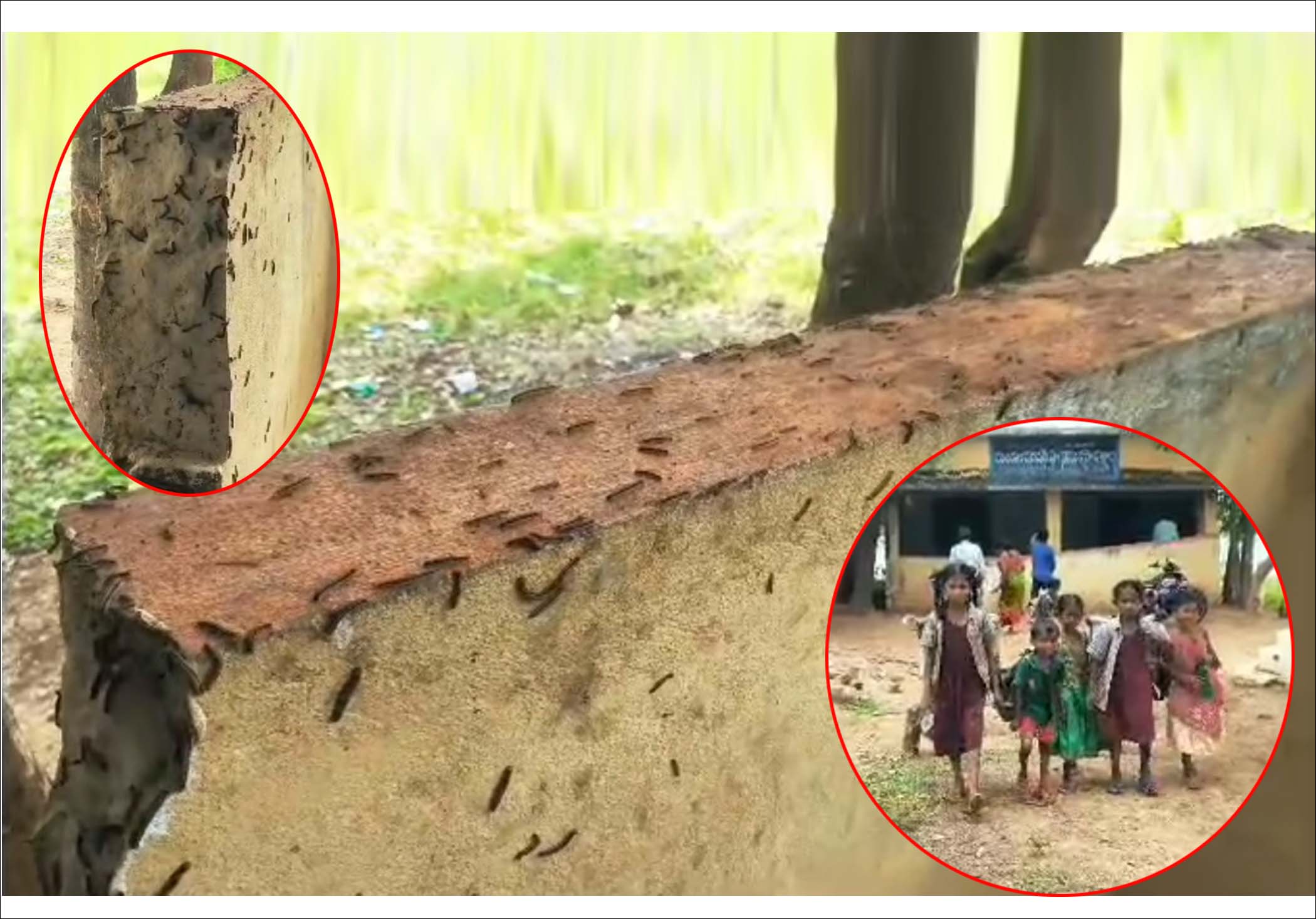 గొంగళి పురుగుల దండయాత్ర..!