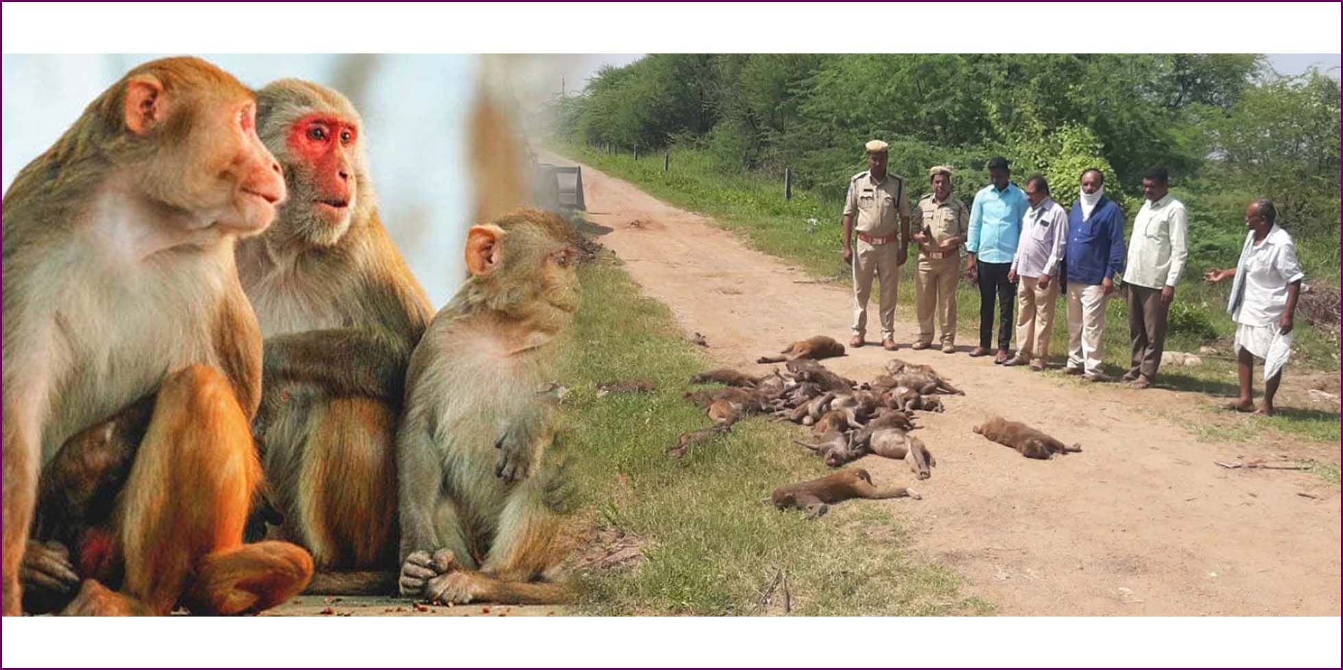 కోతులపై విషప్రయోగం..!