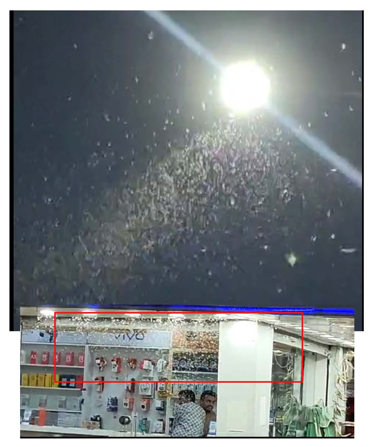 తాండూరులో వాలిన రెక్కల పురుగులు