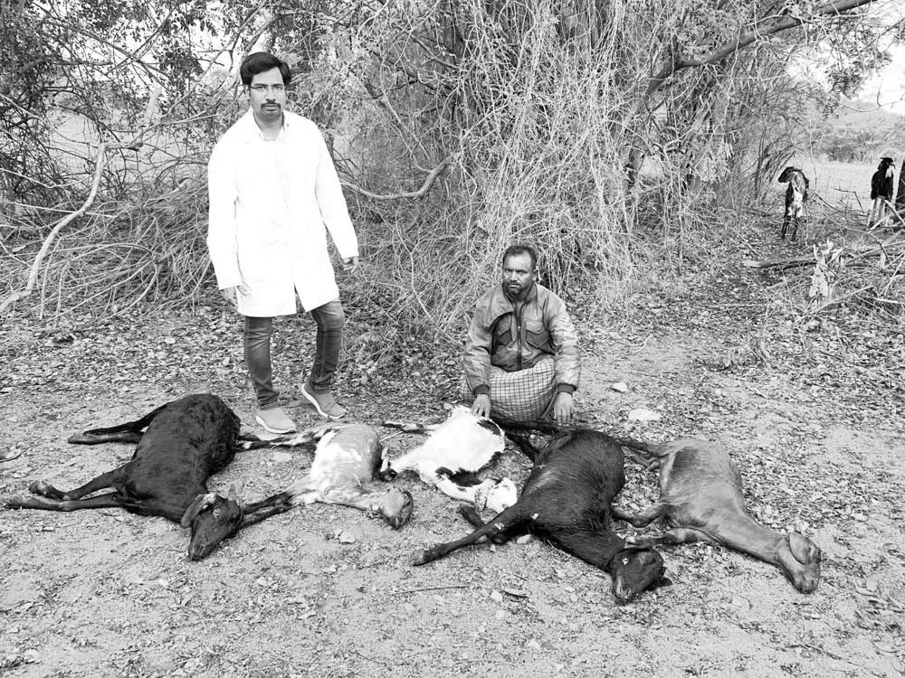 పిడుగు పగకు మూగజీవాలు బలి..!