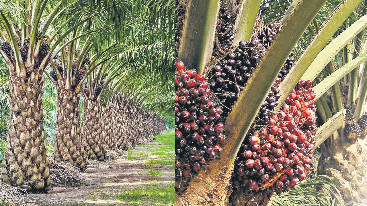నేడు ఆయిల్ ఫామ్‌ సాగుపై రైతు సదస్సు