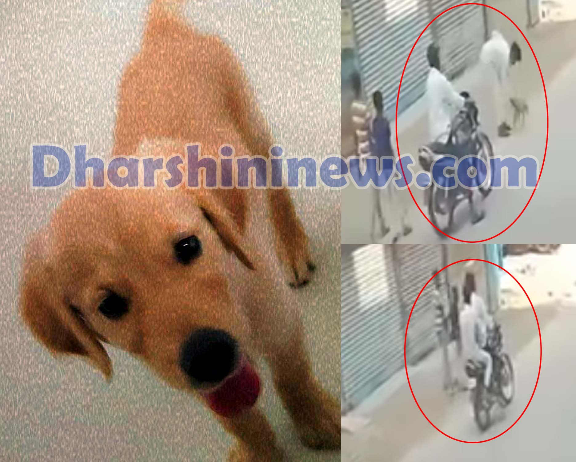 కుక్కను ఎత్తుకెళ్లిన కంత్రిగాళ్లు..!