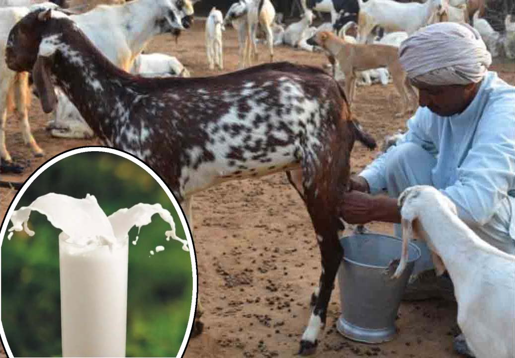 మేక పాలలో పోషక గుణాలు..!