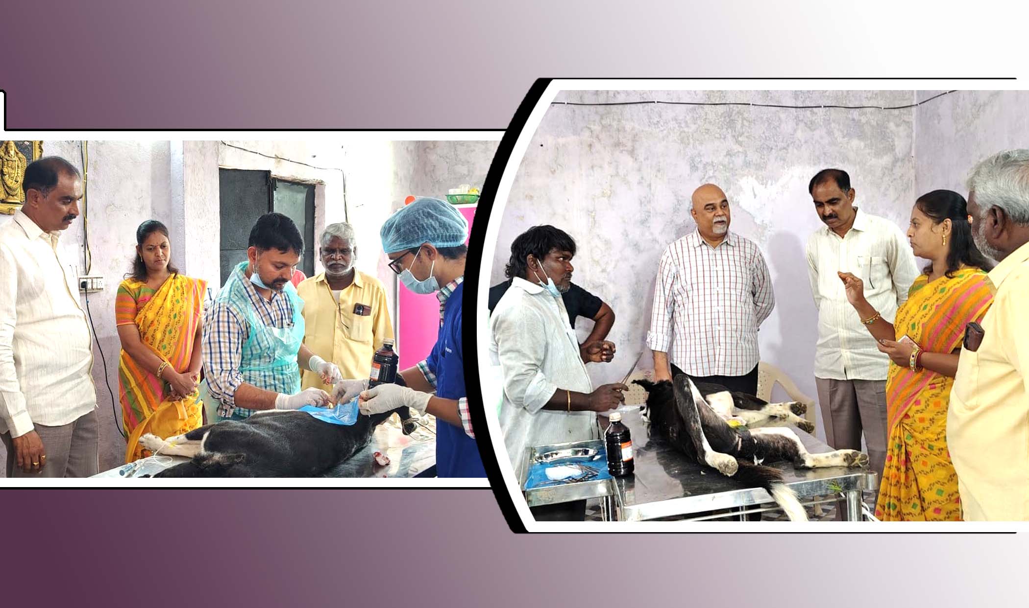 వీధి కుక్కలకు ఆపరేషన్లు..!
