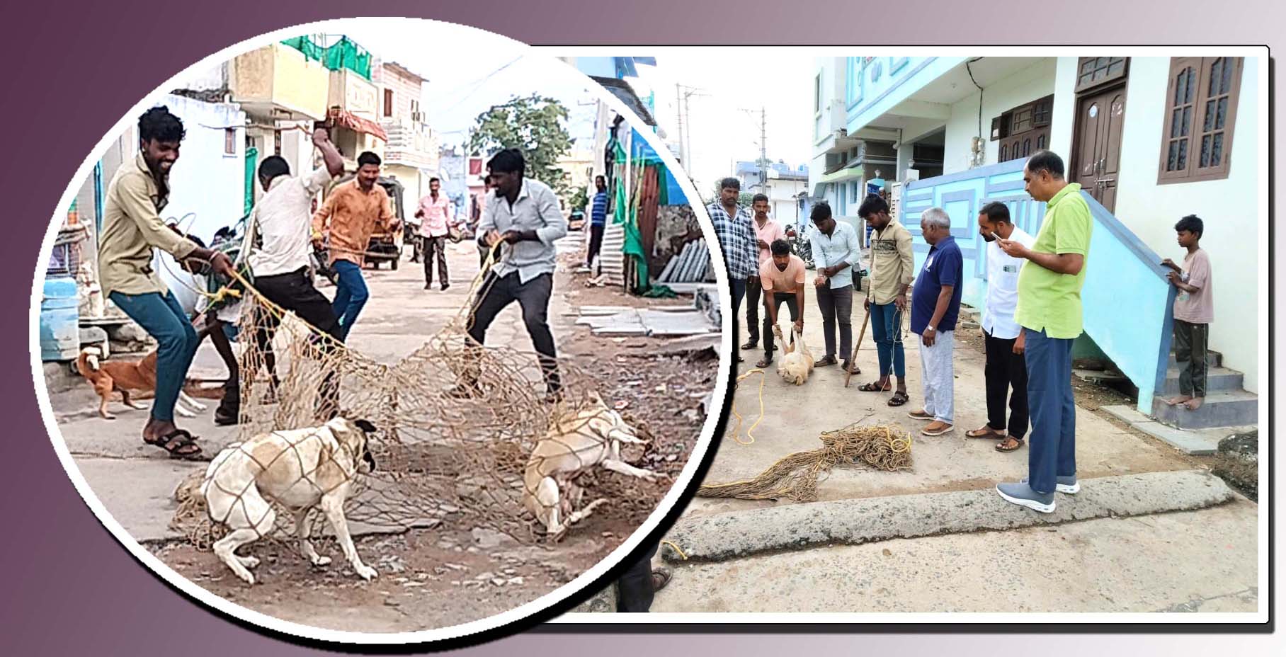 కొనసాగుతున్న కుక్కల వేట..!