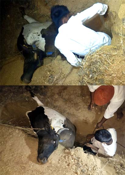 గుంతలో పడి తల్లడిల్లీ...!