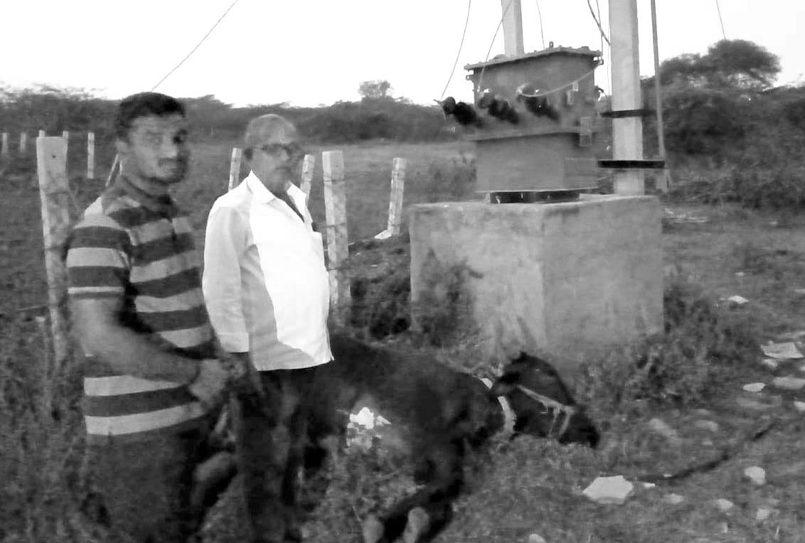 విద్యుత్ షాక్‌తో ఎద్దు మృతి