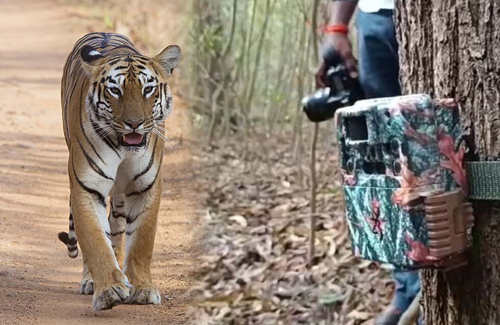 పులి పిల్ల కోసం నిఘా..!