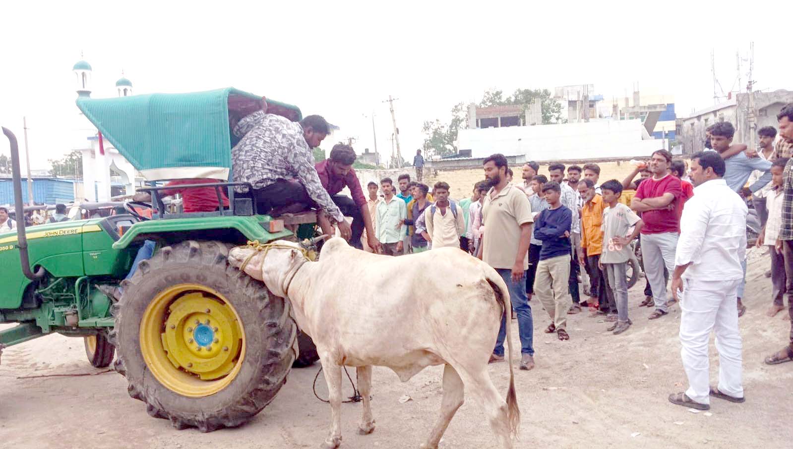 ఆవు.. వీరంగం..!