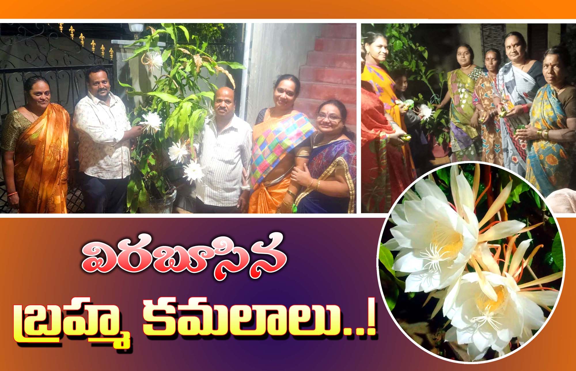 ఇంటింటా విరబూసిన బ్రహ్మ కమలాలు