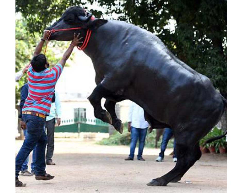 తాండూరులో సదర్‌ జోష్‌...!